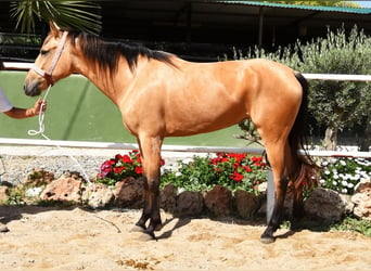 Andalusier, Stute, 5 Jahre, 159 cm, Falbe