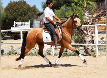 Andalusier, Stute, 5 Jahre, 159 cm, Falbe