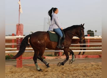 Andalusier, Stute, 5 Jahre, 160 cm, Rotbrauner