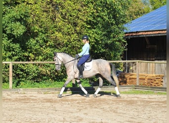 Andalusier, Stute, 5 Jahre, 160 cm, Schimmel