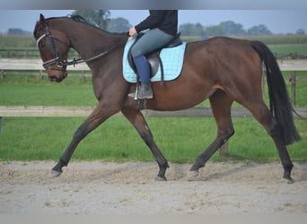 Andalusier, Stute, 5 Jahre, 162 cm, Brauner