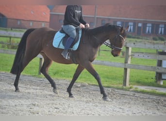 Andalusier, Stute, 5 Jahre, 162 cm, Brauner