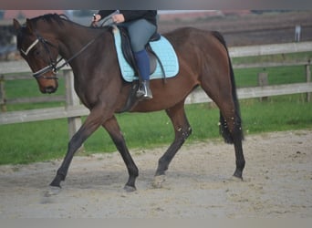 Andalusier, Stute, 5 Jahre, 162 cm, Brauner