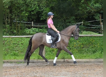 Andalusier, Stute, 5 Jahre, 162 cm, Brauner