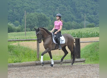 Andalusier, Stute, 5 Jahre, 162 cm, Brauner