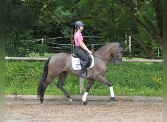 Andalusier, Stute, 5 Jahre, 162 cm, Brauner