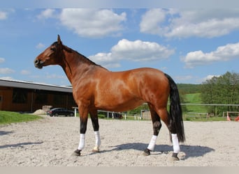 Andalusier, Stute, 5 Jahre, 164 cm, Brauner