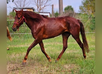 Andalusier, Stute, 5 Jahre, 164 cm, Dunkelfuchs