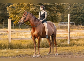 Andalusier, Stute, 5 Jahre, 164 cm, Dunkelfuchs