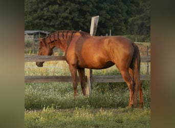 Andalusier, Stute, 5 Jahre, 164 cm, Dunkelfuchs