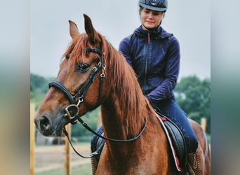 Andalusier, Stute, 5 Jahre, 164 cm, Dunkelfuchs