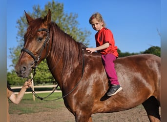 Andalusier, Stute, 5 Jahre, 164 cm, Dunkelfuchs