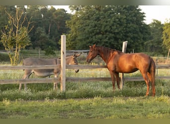 Andalusier, Stute, 5 Jahre, 164 cm, Dunkelfuchs