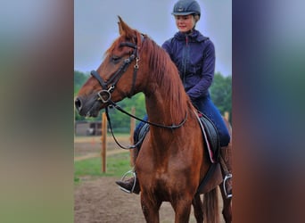 Andalusier, Stute, 5 Jahre, 164 cm, Dunkelfuchs