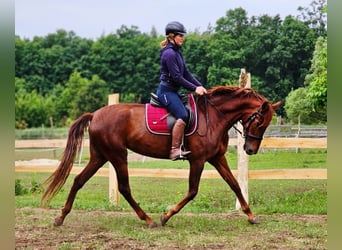 Andalusier, Stute, 5 Jahre, 164 cm, Dunkelfuchs