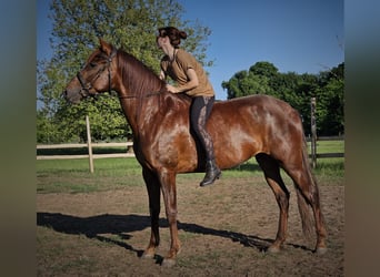 Andalusier, Stute, 5 Jahre, 164 cm, Dunkelfuchs