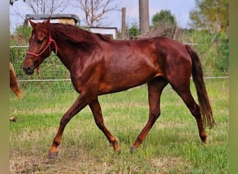 Andalusier, Stute, 5 Jahre, 164 cm, Dunkelfuchs