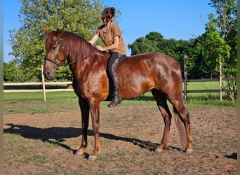 Andalusier, Stute, 5 Jahre, 164 cm, Dunkelfuchs