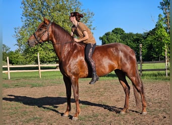 Andalusier, Stute, 5 Jahre, 164 cm, Dunkelfuchs