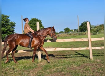 Andalusier, Stute, 5 Jahre, 164 cm, Dunkelfuchs