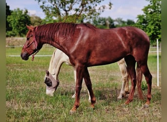 Andalusier, Stute, 5 Jahre, 164 cm, Dunkelfuchs