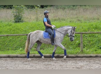 Andalusier, Stute, 5 Jahre, 164 cm, Schimmel