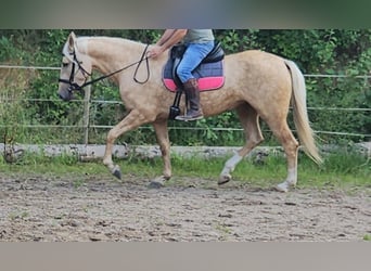 Andalusier, Stute, 5 Jahre