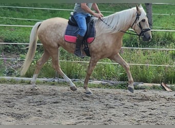 Andalusier, Stute, 5 Jahre