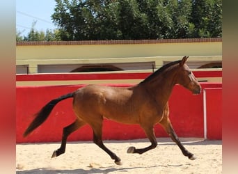Andalusier, Stute, 5 Jahre, Rotbrauner