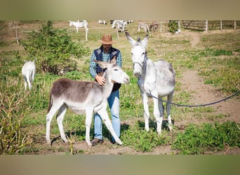 Andalusier, Stute, 6 Jahre, 130 cm, Kann Schimmel werden