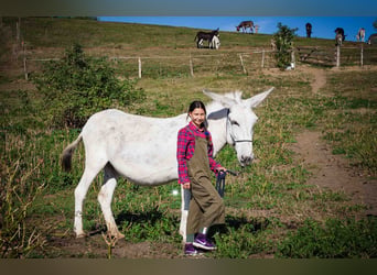 Andalusier, Stute, 6 Jahre, 130 cm, Kann Schimmel werden
