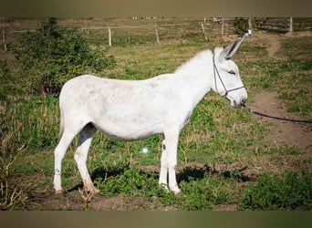 Andalusier, Stute, 6 Jahre, 130 cm, Kann Schimmel werden