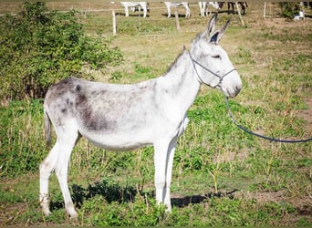 Andalusier, Stute, 6 Jahre, 130 cm, Kann Schimmel werden