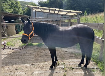 Andalusier Mix, Stute, 6 Jahre, 148 cm, Rappe