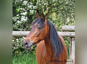 Andalusier, Stute, 6 Jahre, 153 cm, Brauner