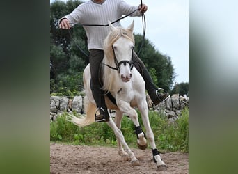 Andalusier, Stute, 6 Jahre, 153 cm, Cremello