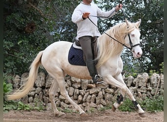Andalusier, Stute, 6 Jahre, 153 cm, Cremello