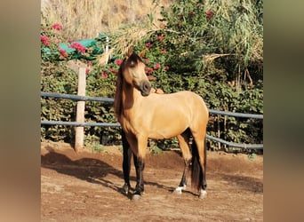 Andalusier, Stute, 6 Jahre, 153 cm, Falbe