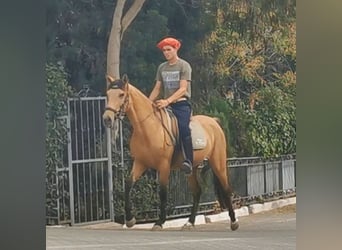 Andalusier, Stute, 6 Jahre, 153 cm, Falbe