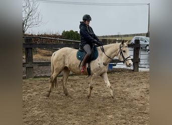 Andalusier Mix, Stute, 6 Jahre, 153 cm, Schecke