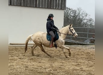 Andalusier Mix, Stute, 6 Jahre, 153 cm, Schecke