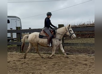 Andalusier Mix, Stute, 6 Jahre, 153 cm, Schecke