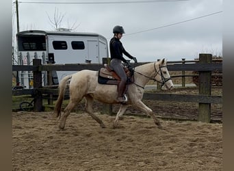 Andalusier Mix, Stute, 6 Jahre, 153 cm, Schecke