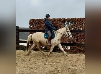 Andalusier Mix, Stute, 6 Jahre, 153 cm, Schecke