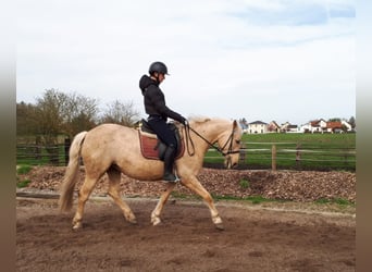 Andalusier Mix, Stute, 6 Jahre, 154 cm, Falbe