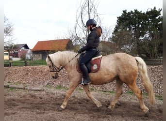 Andalusier, Stute, 6 Jahre, 154 cm, Falbe