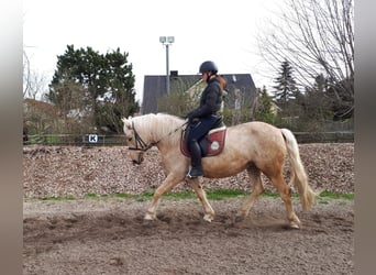 Andalusier, Stute, 6 Jahre, 154 cm, Falbe