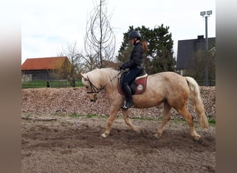 Andalusier Mix, Stute, 6 Jahre, 154 cm, Falbe