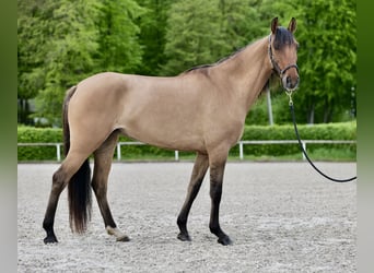Andalusier, Stute, 6 Jahre, 155 cm, Falbe