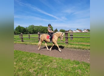 Andalusier Mix, Stute, 6 Jahre, 155 cm, Falbe
